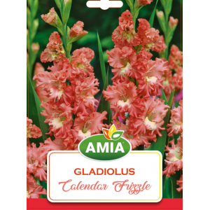 Bulbi Gladiole Calendar Frizzle, calibru 12/14, 7 bucati, AMIA